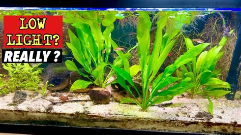 amazon sword plant care|does amazon sword need substrate.